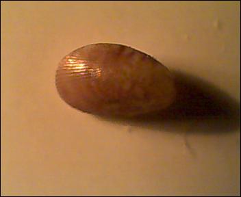 Id. Bivalve